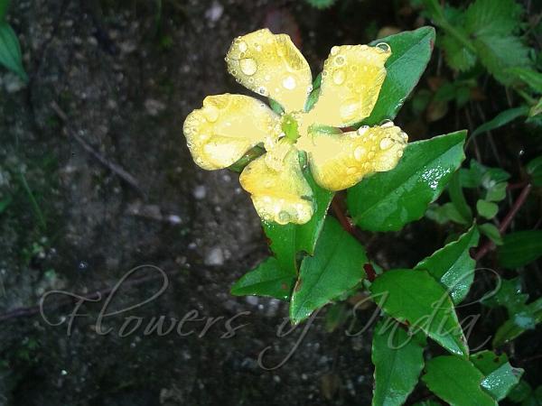 South-Asian Hypericum